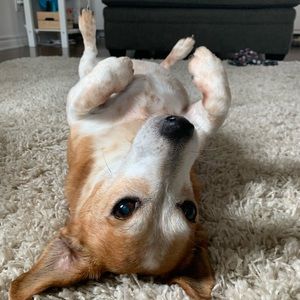 Meet your Posher, Elizabeth